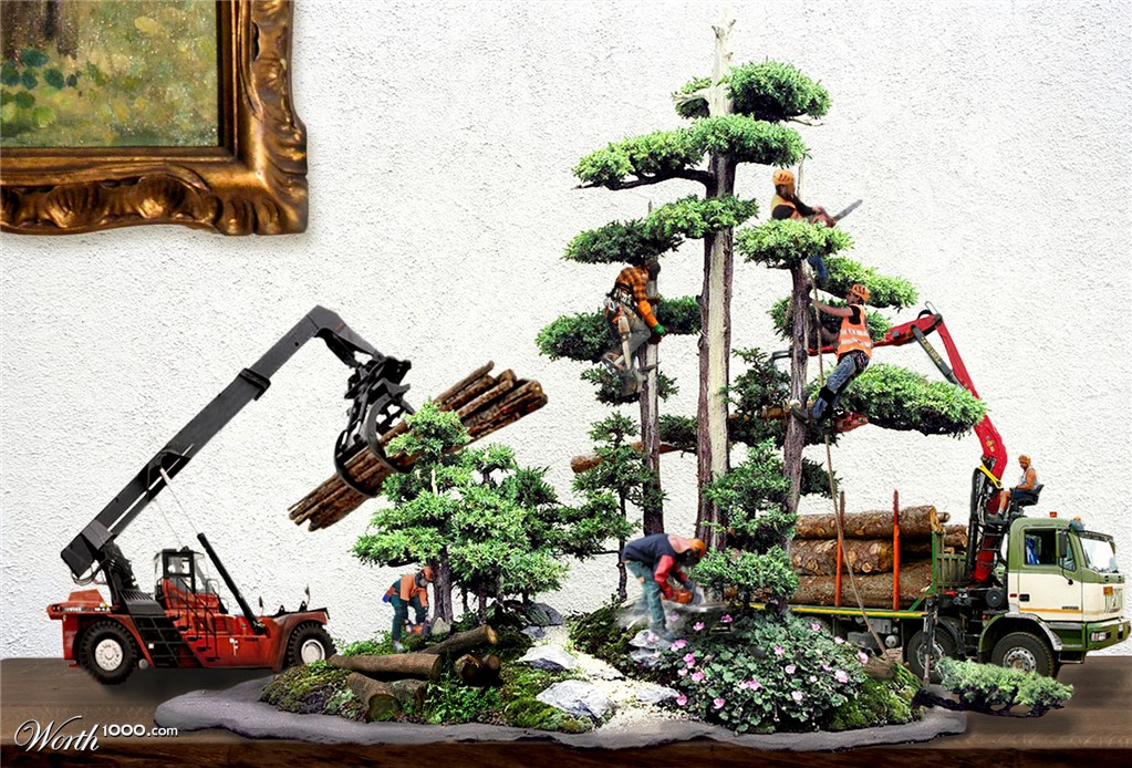 Bonsai Trees