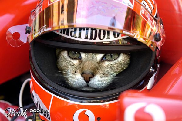 Cat Race