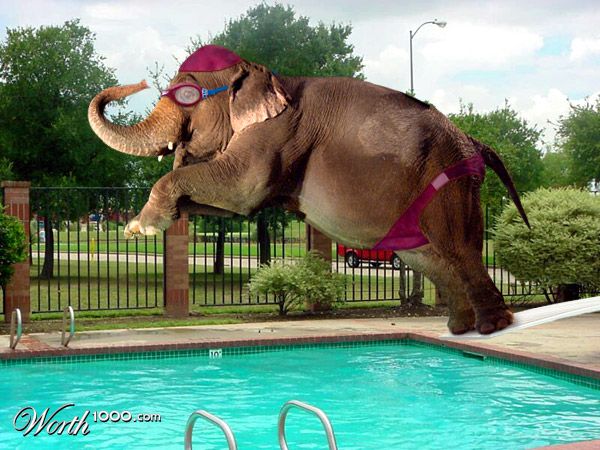Speedo
