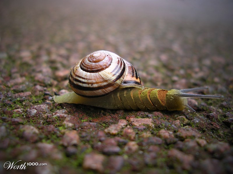Breadsnail