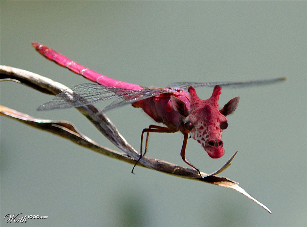 Dragiraffonfly