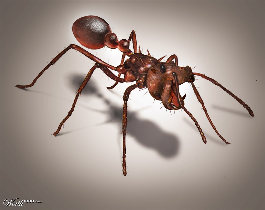 Anthipo