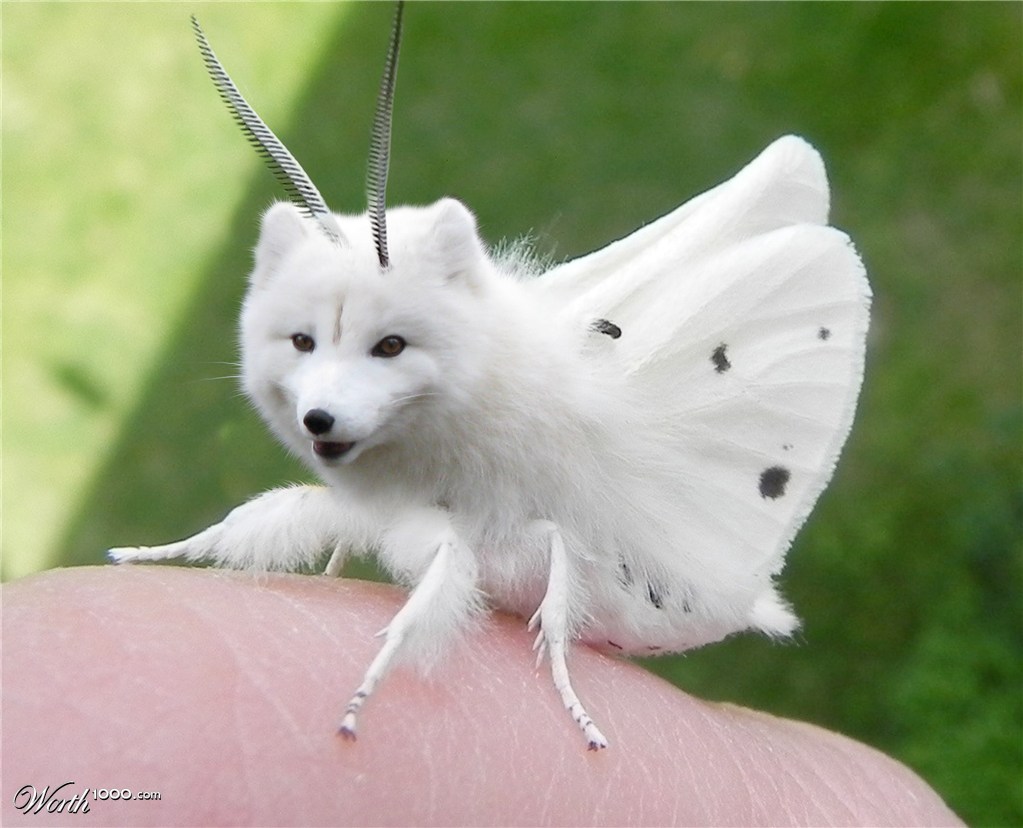 Fox Moth