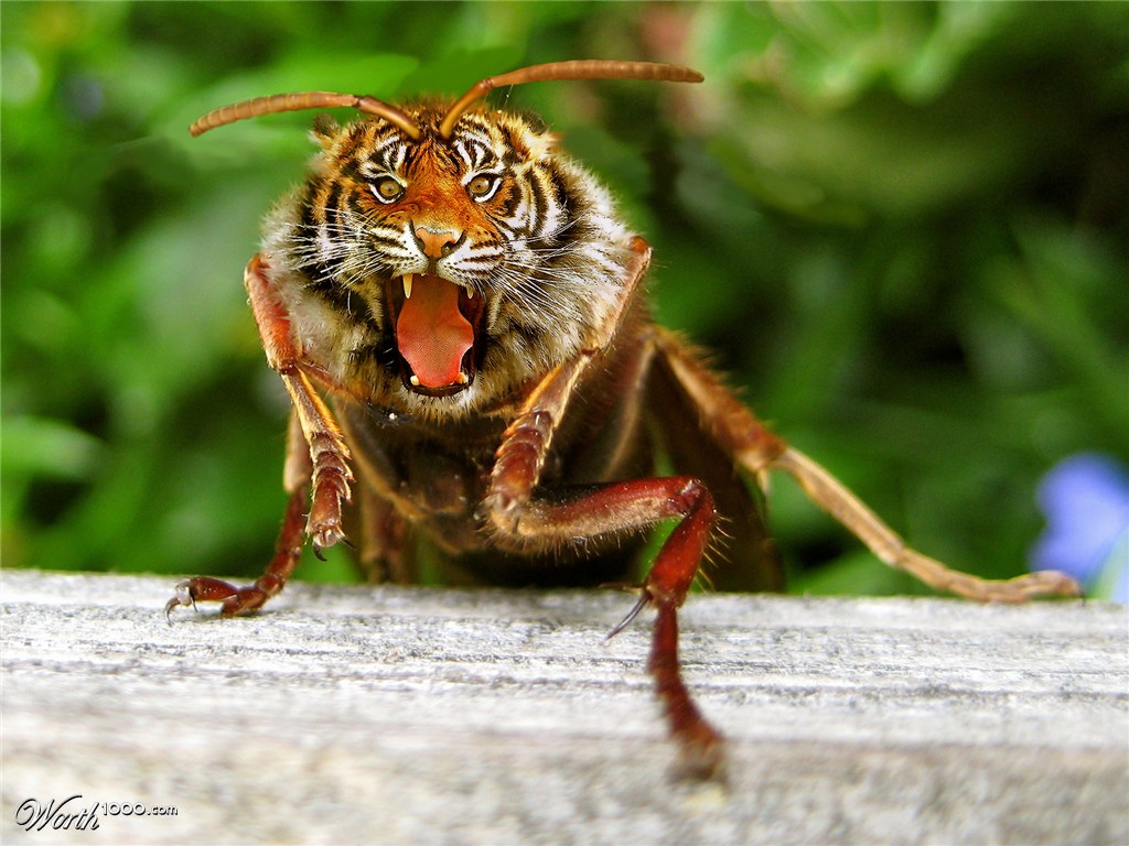 Tiger Hornet