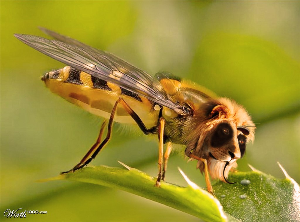 Do'n Bee Lion