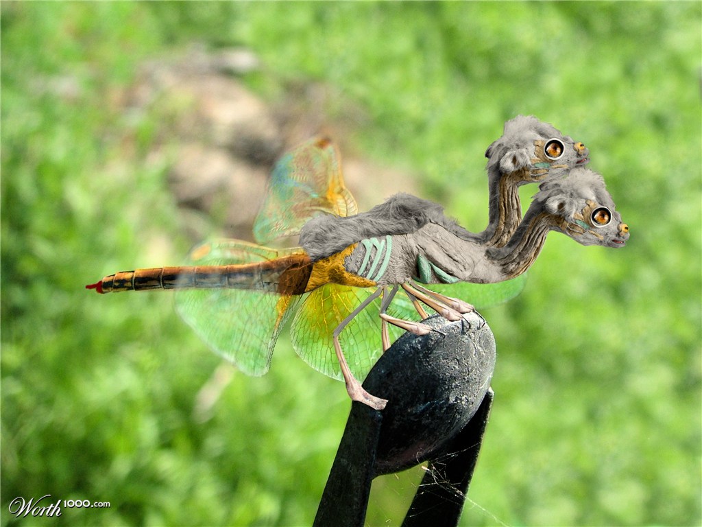 Two Headed Egyptian Mummy Cameldragonfly