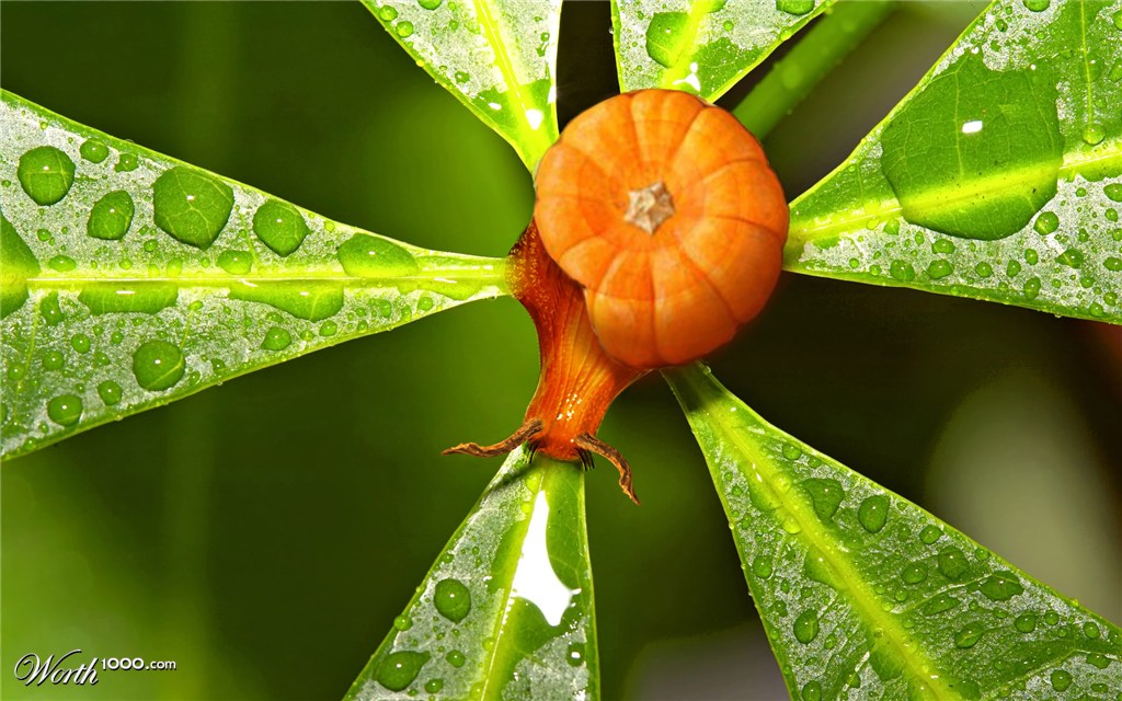Pumpkin Snail