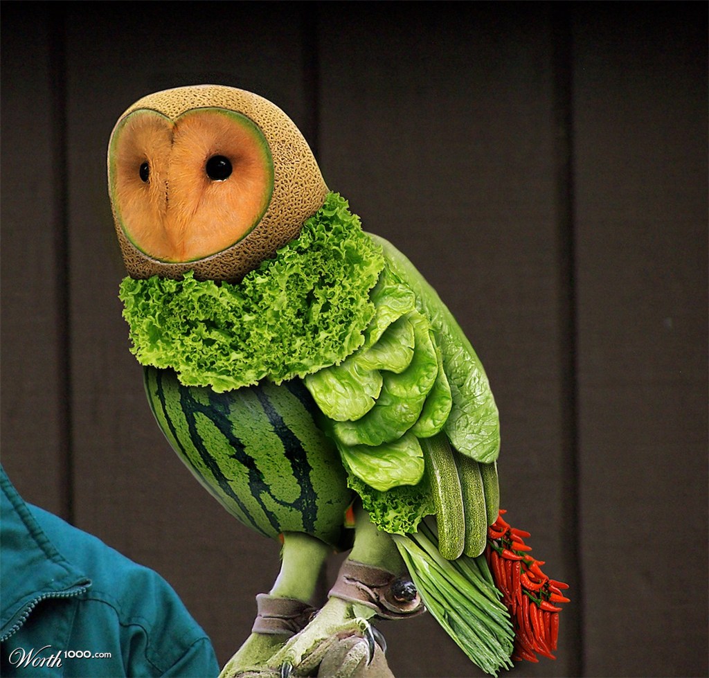 Healthy Owl