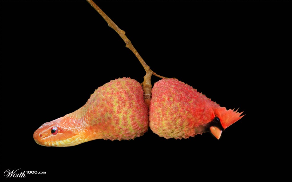 Litchi two enemies