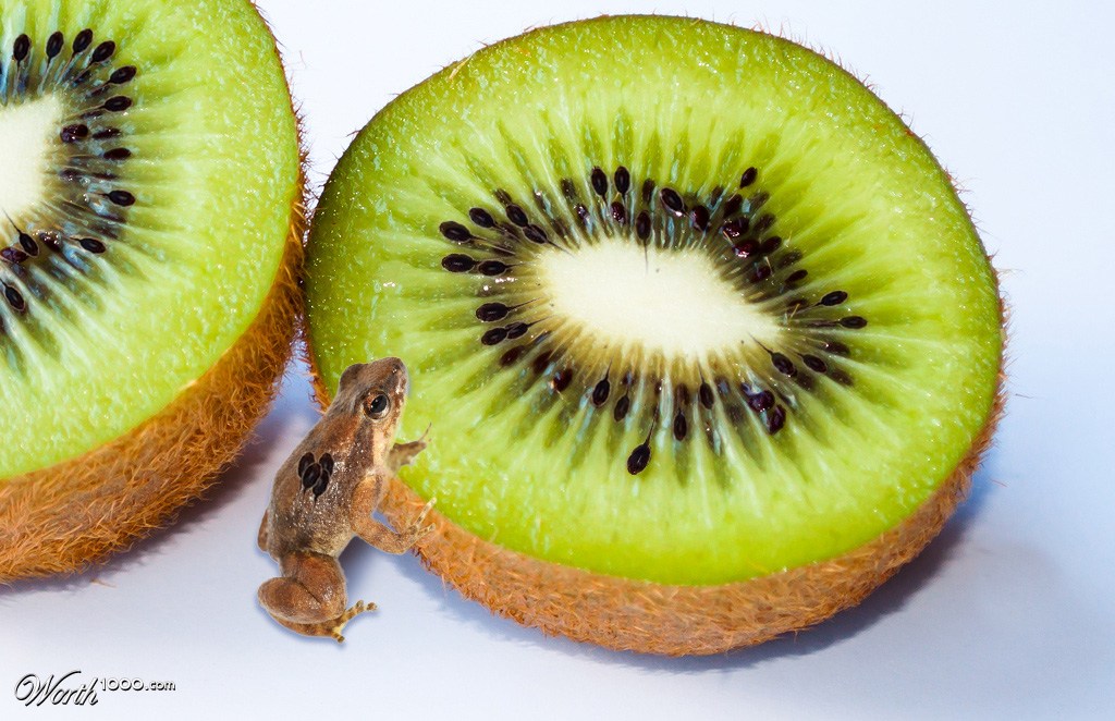 Tadpoles in kiwi