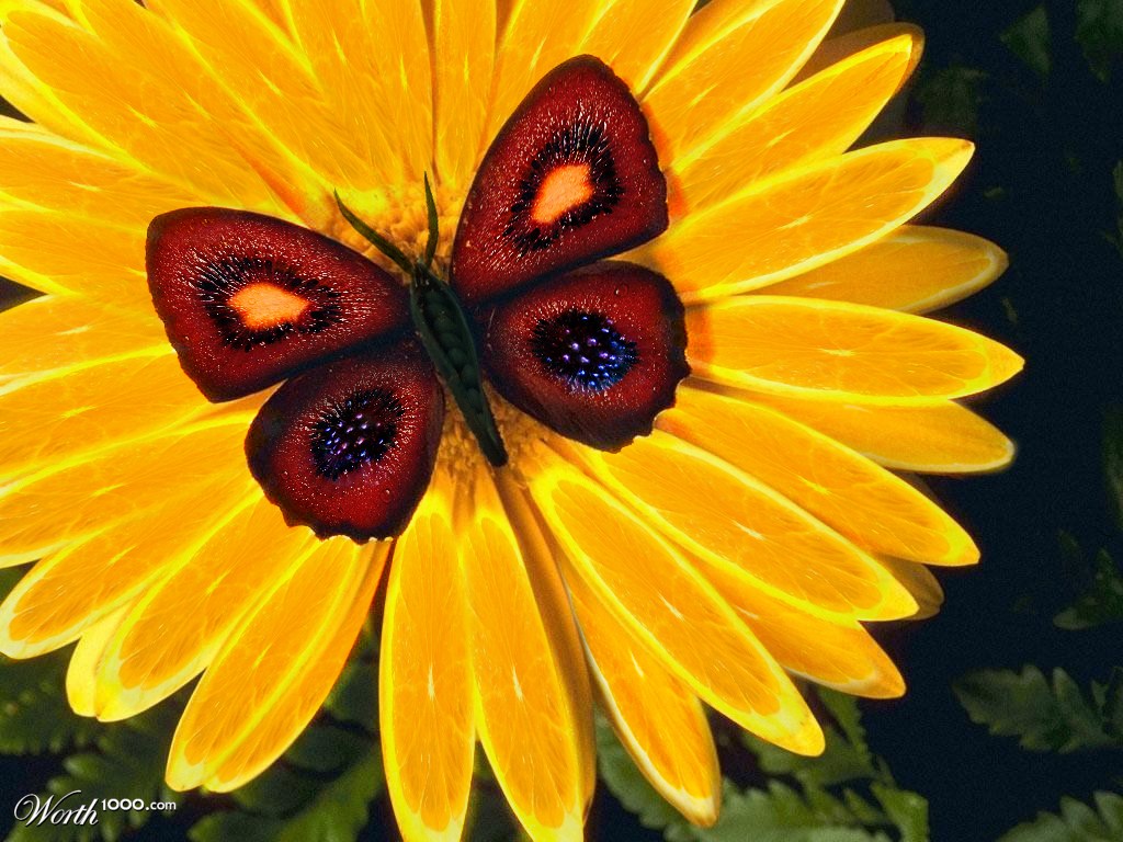 sliced flower and butterfly