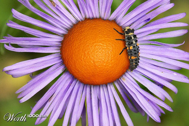 Orange Flower