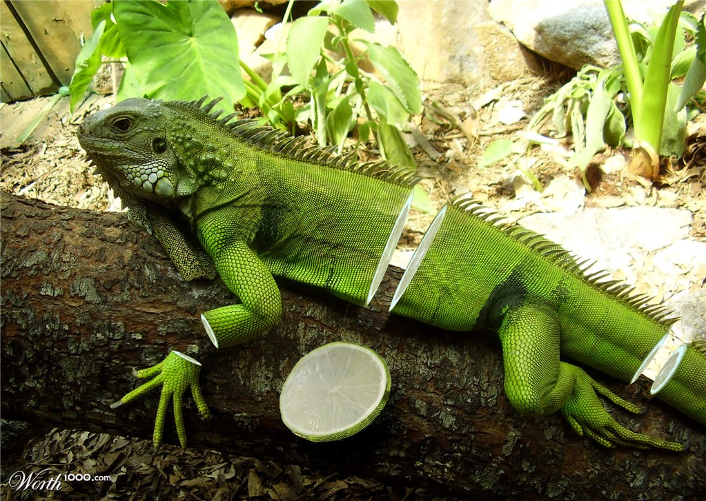 Igualimon