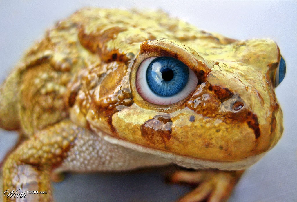 Blue-eyed Yellow Frog