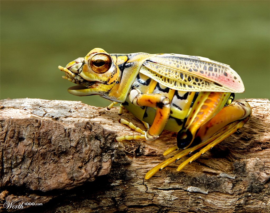 Grasshopper Frog