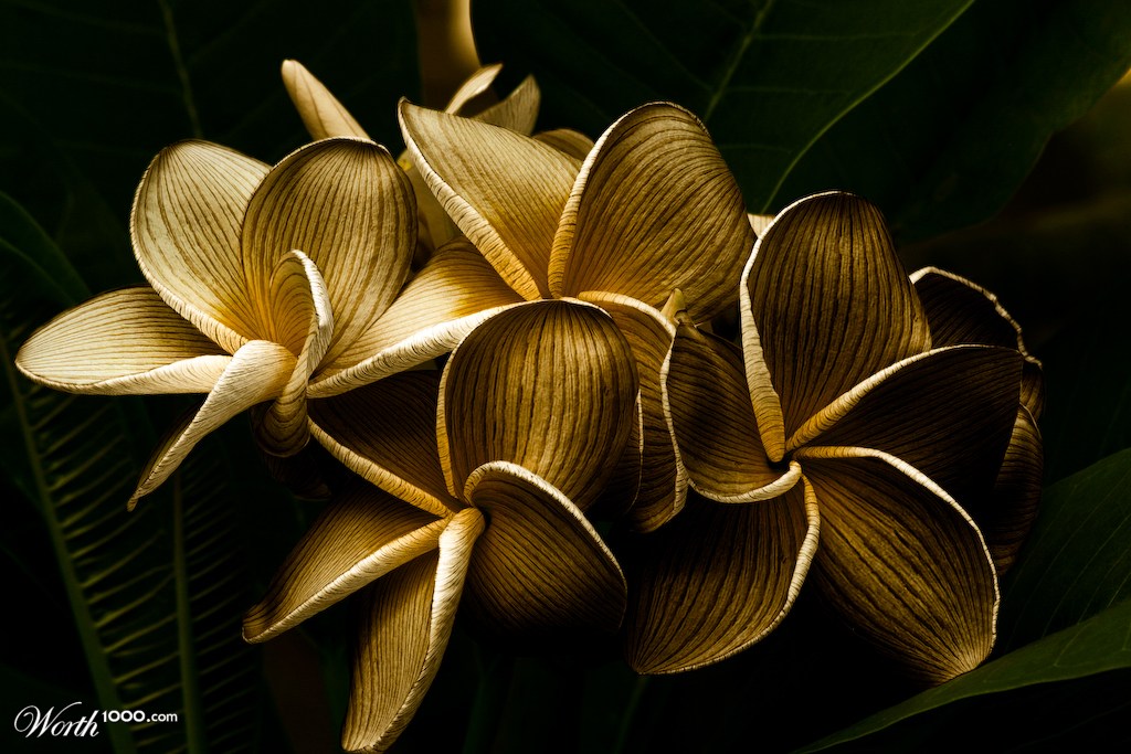 Fleur de Wood