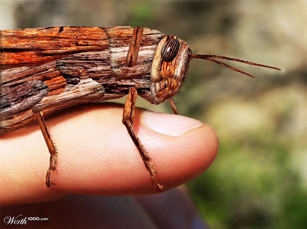 Wooden grasshopper
