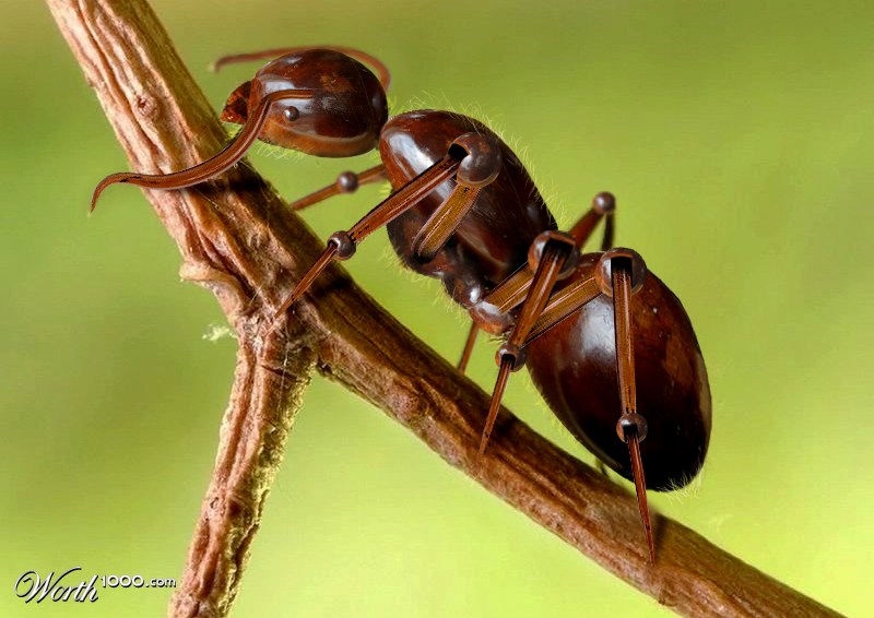 wood ant