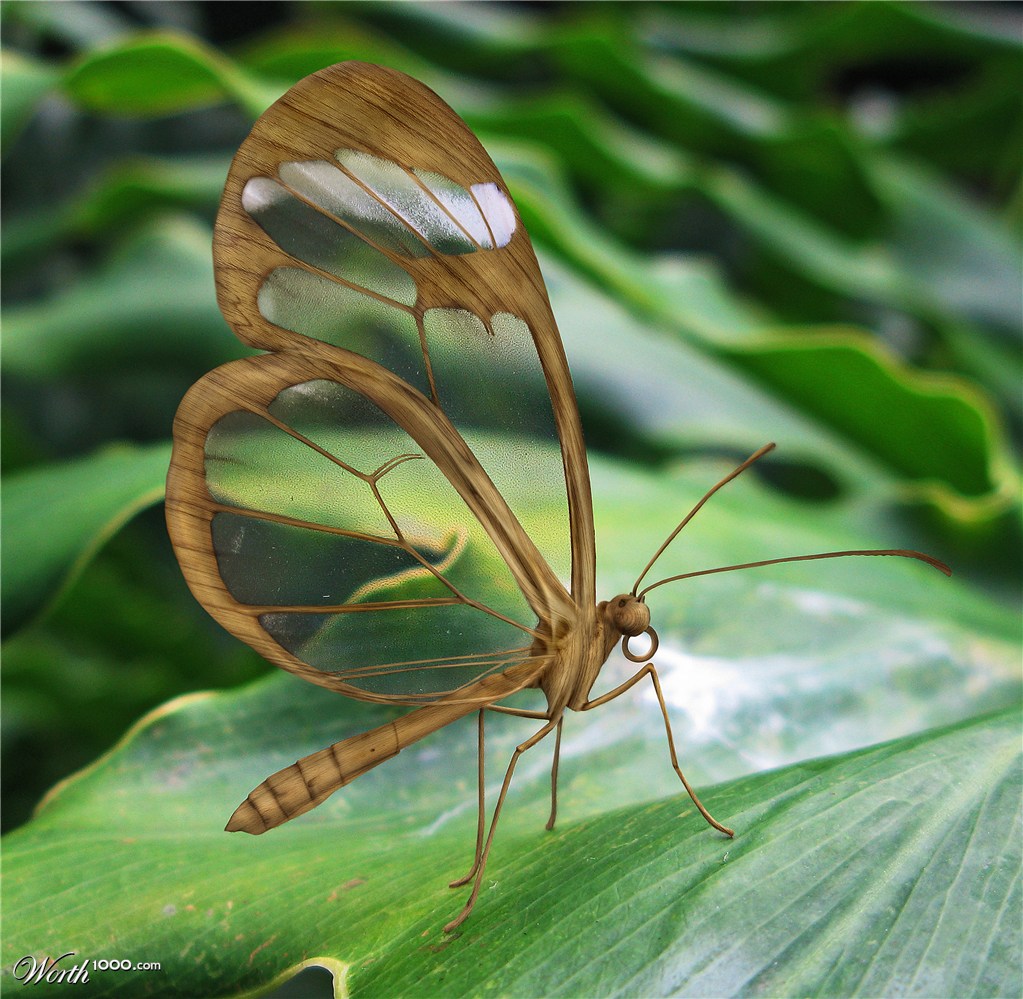 wooden Butterfly