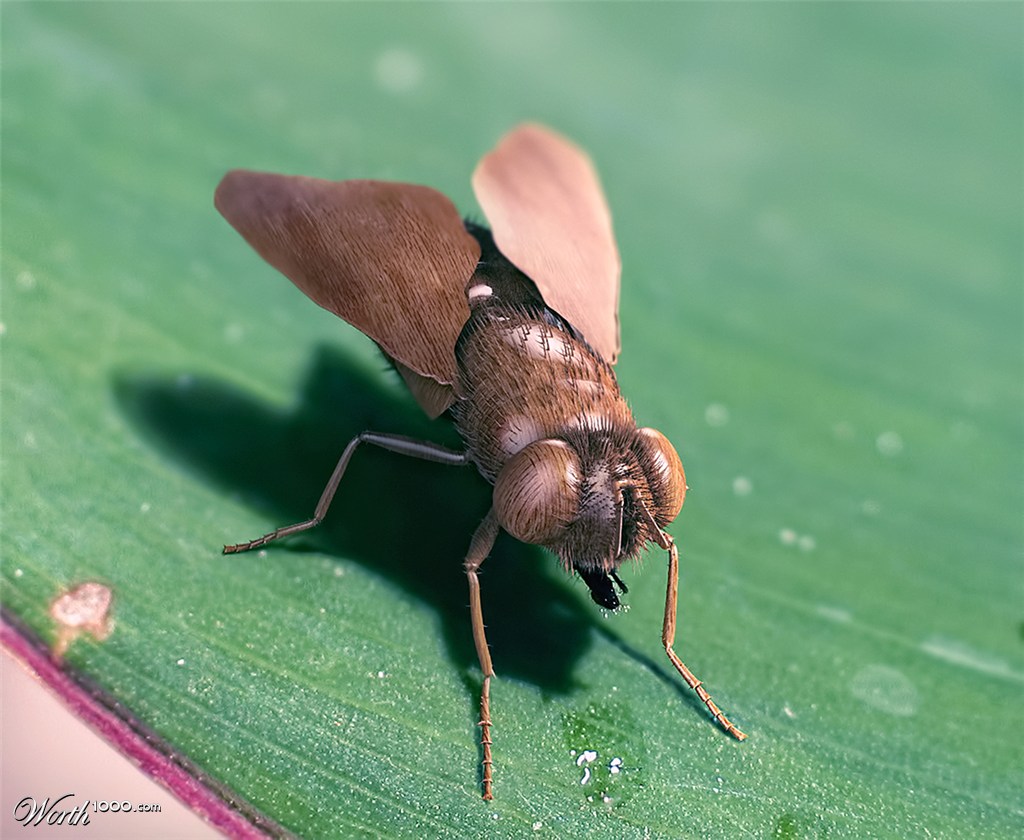 Wooden Fly