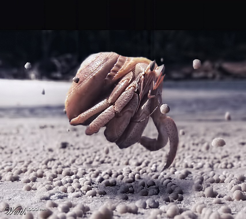 Hermit Crab