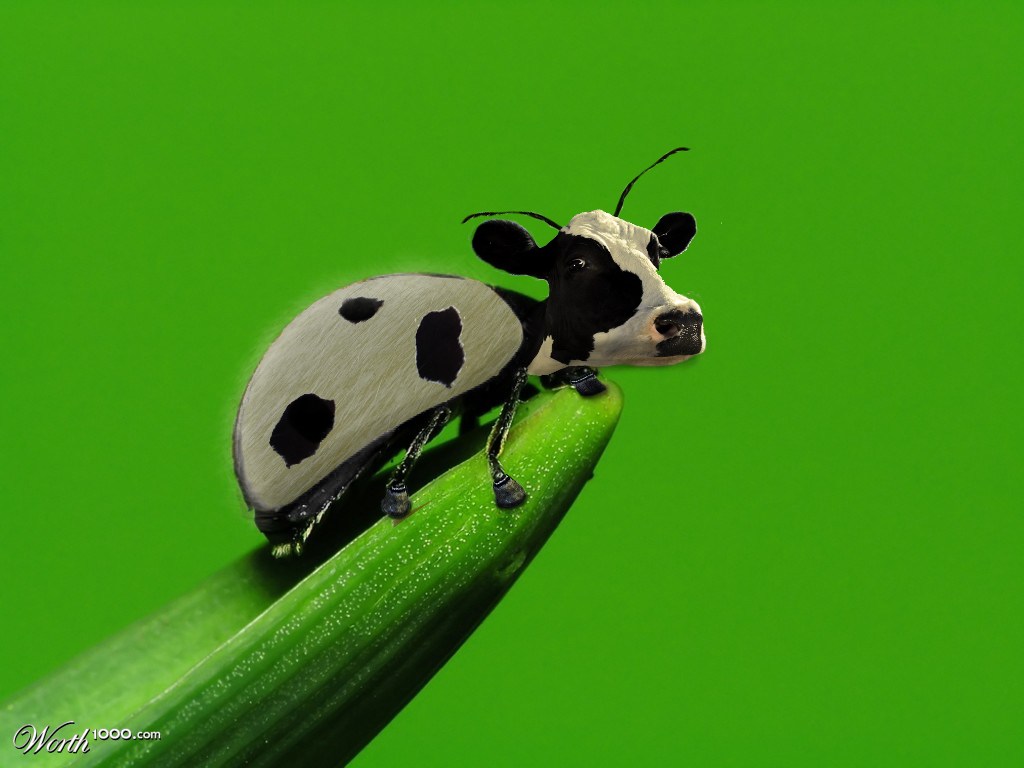 cow bug