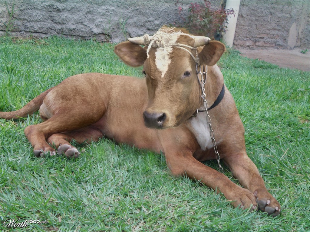 Beefpit (better blend)