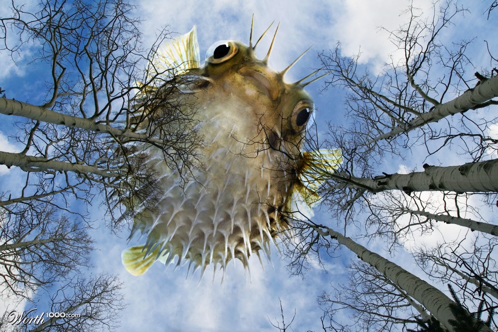 Giant Flying Puffer Fish