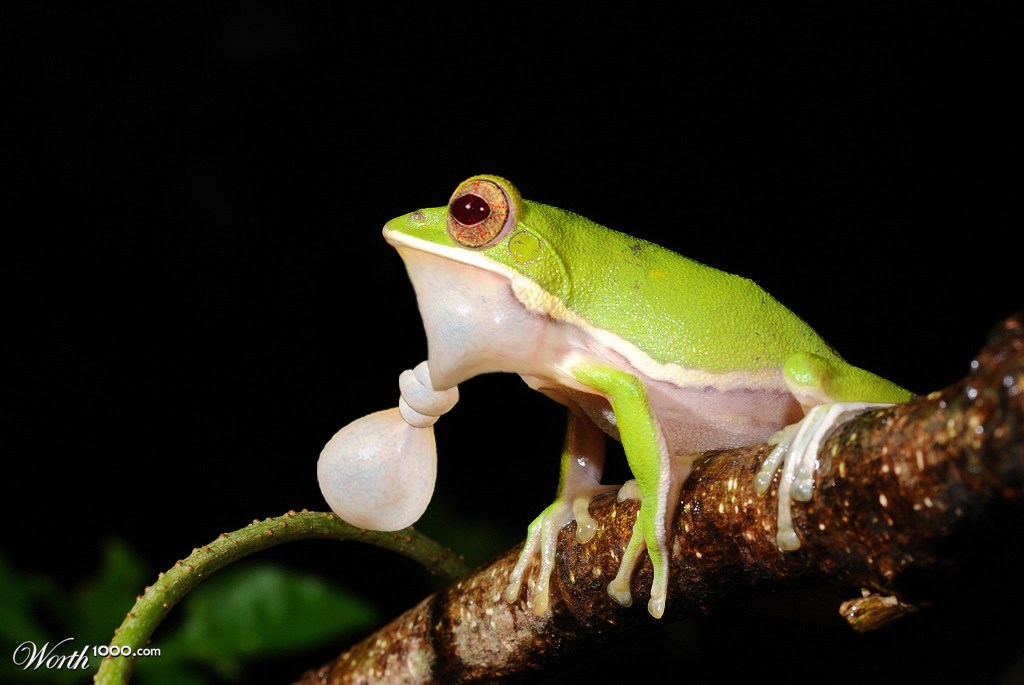 Frog