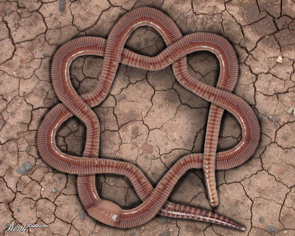 Knotty Worm