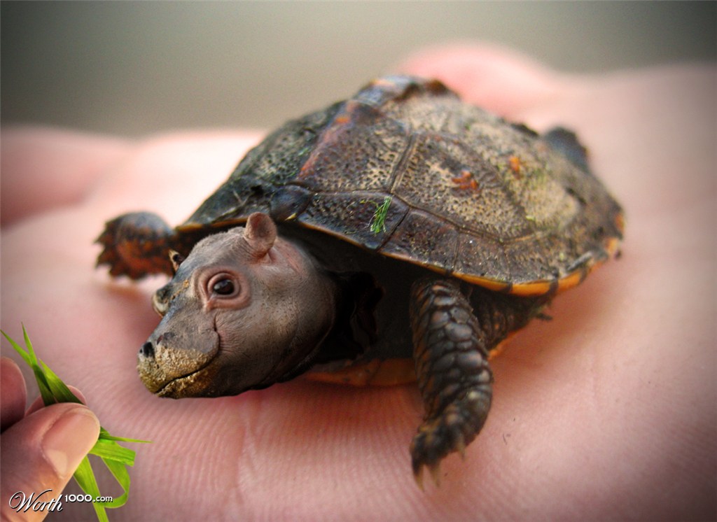 Baby Hippurtle