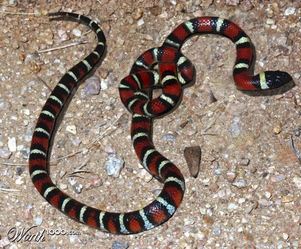 Snake Knot
