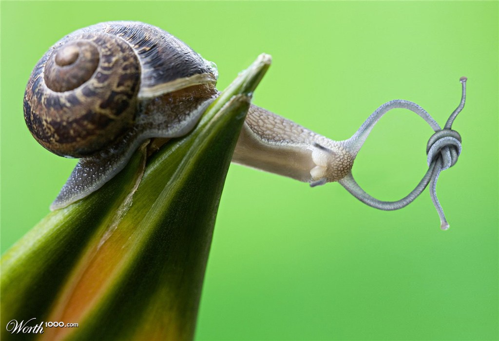 Knot snail