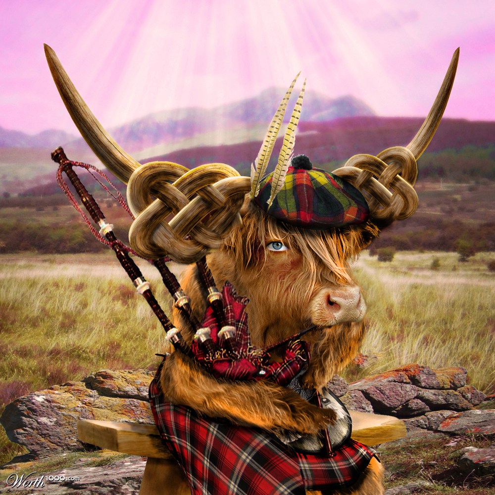 Aberdeen Angus