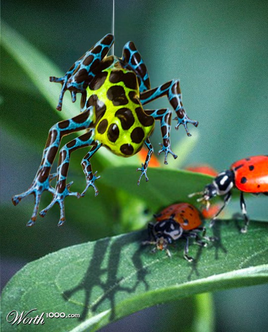 Arachna Frog