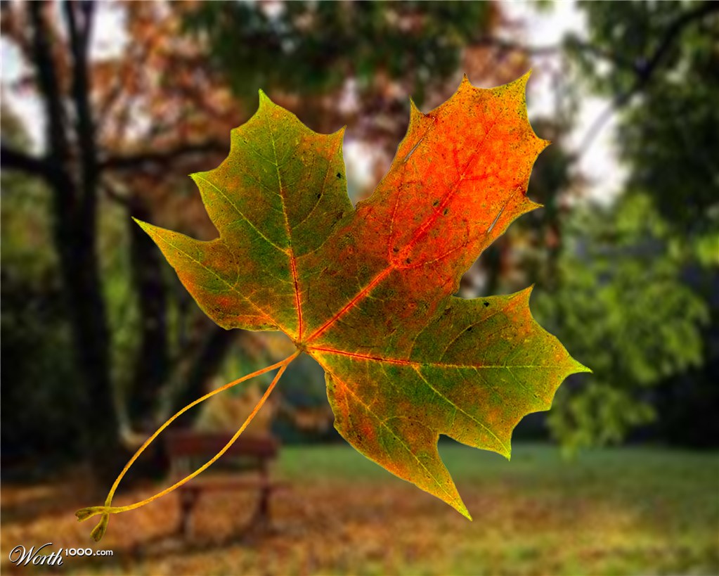 Autumn Leaf