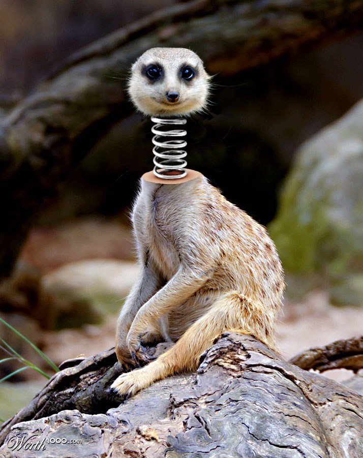 Spring-Loaded Meerkat