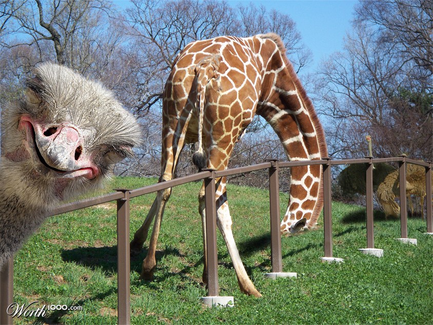 Giraffe foolish ..