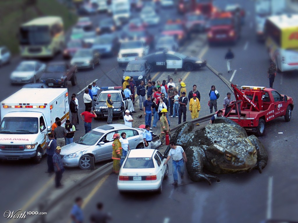Toad accident