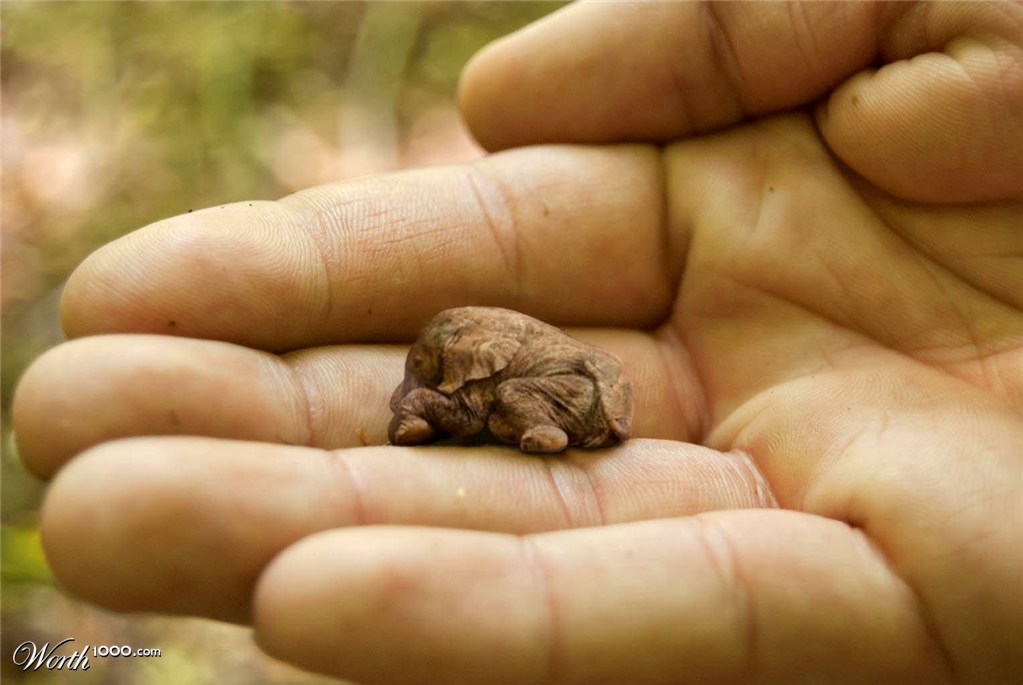 New Species Discovered