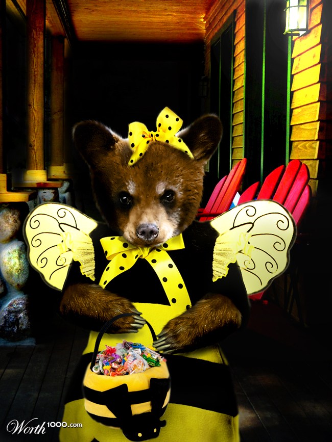 Honey Bear
