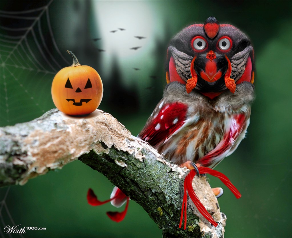 Owloween's Day
