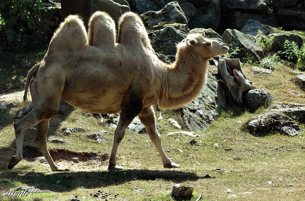Camel