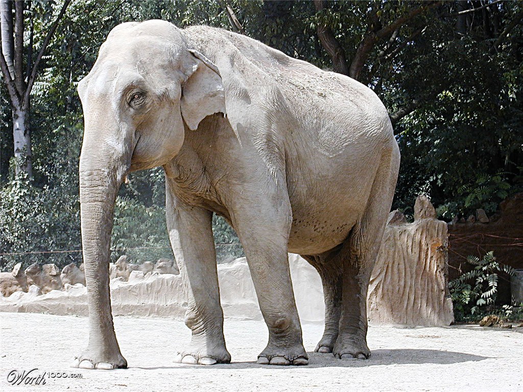 Elephant 5x5
