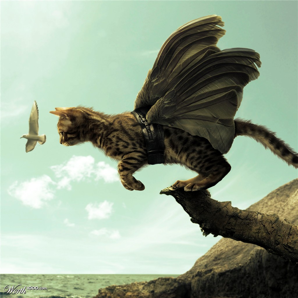 Cat flying