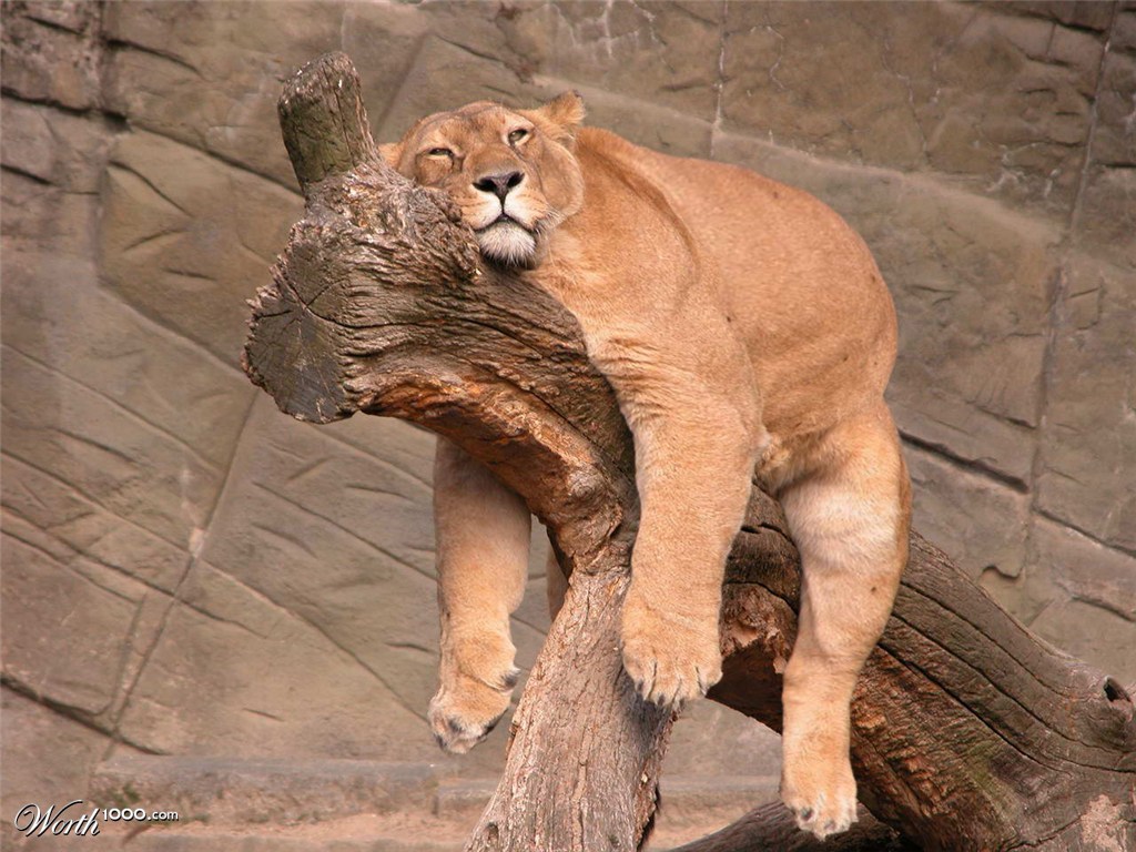 Fat tiger