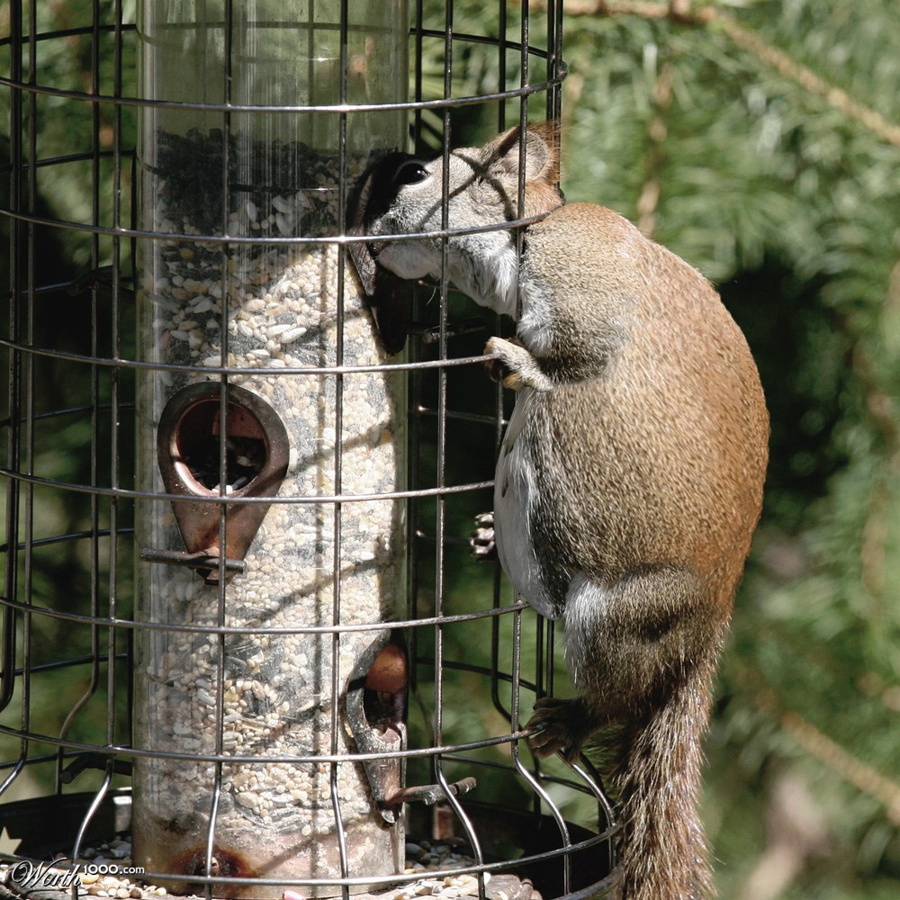 Squirrel Proof Bird Feeder