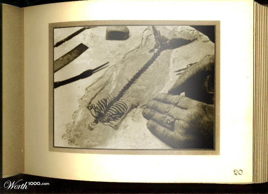 Mermaid fossil