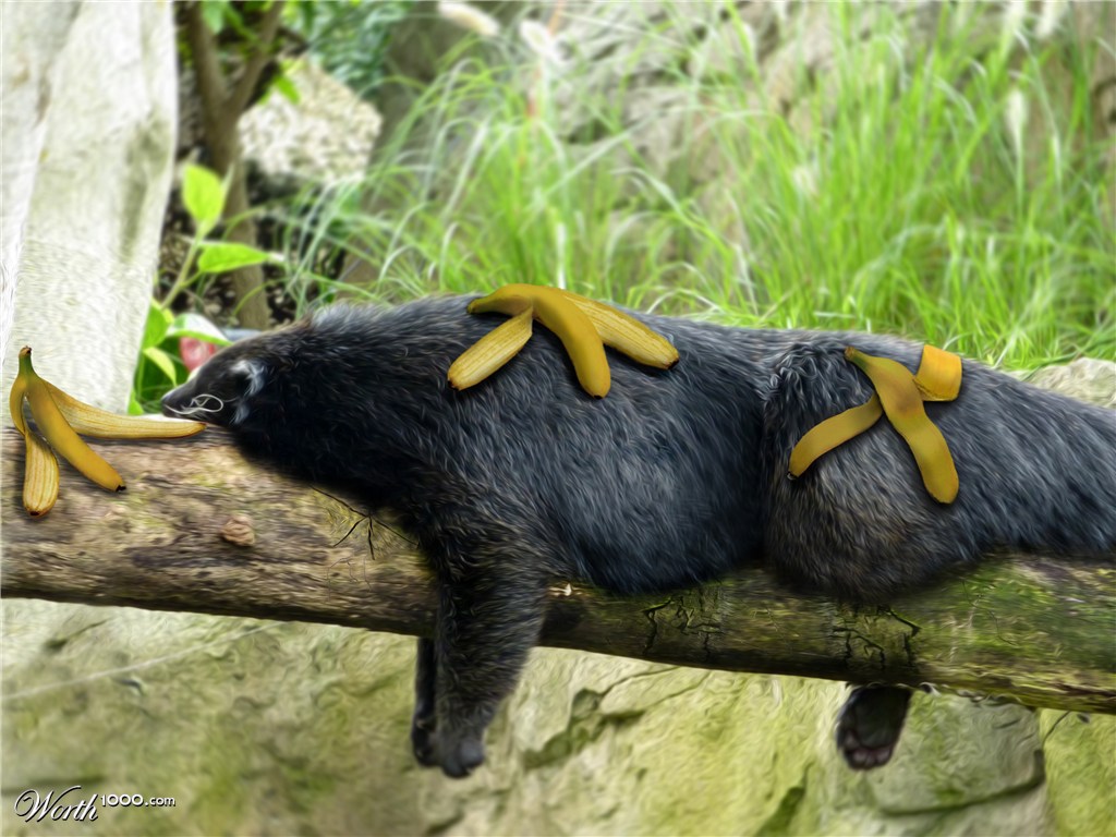 The Sloth