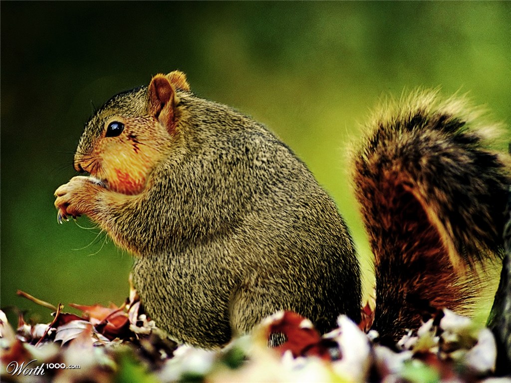 Fat Squirrel